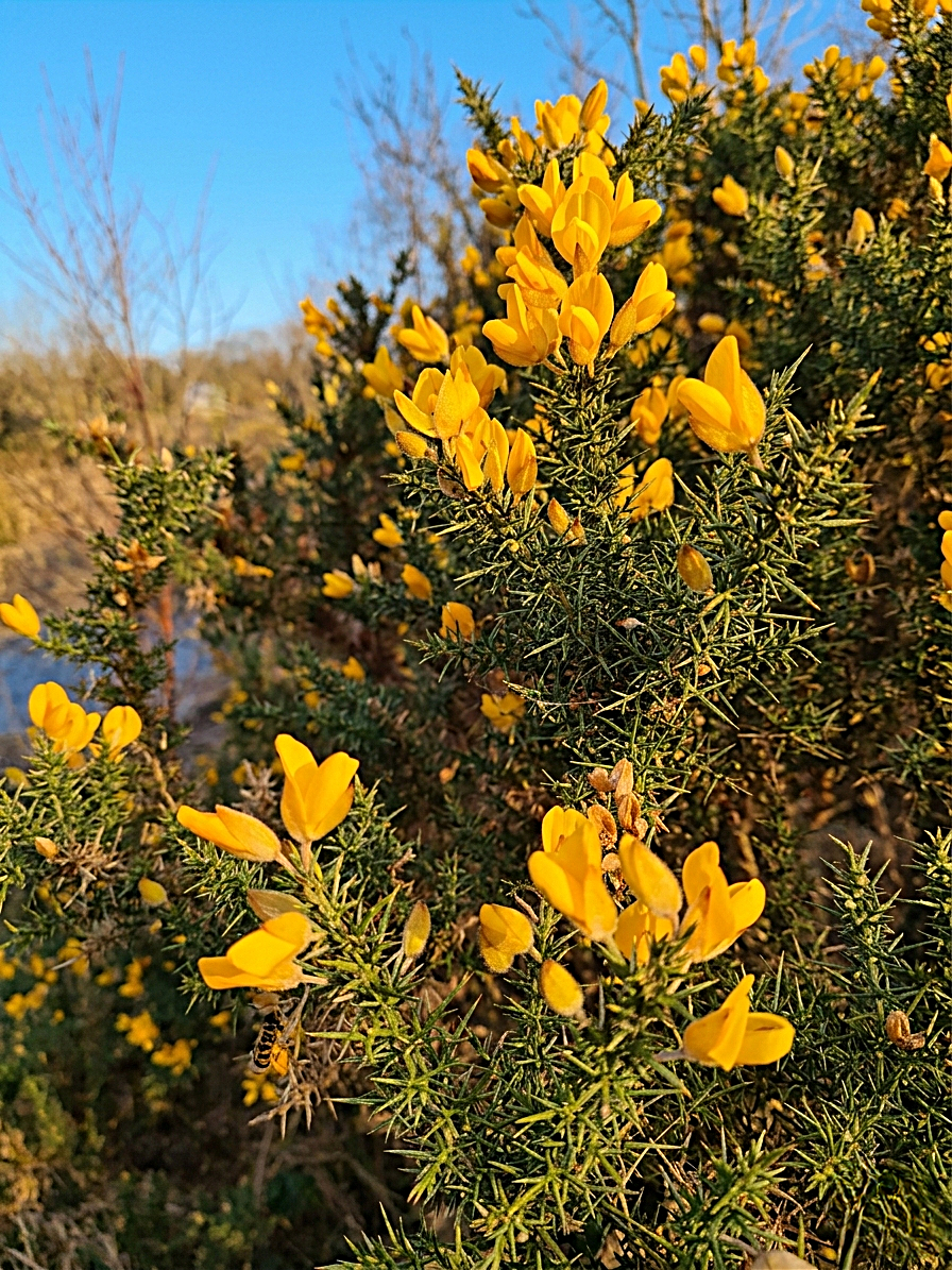 image of a native irish gorse plant ulex eeuropaeus